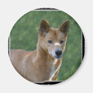 dingo_10x10 magnet