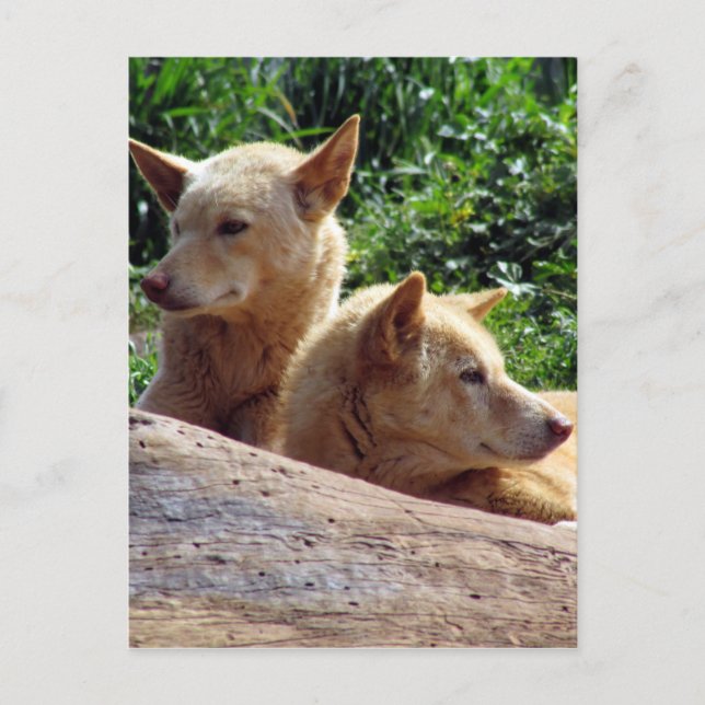 dingo australia postkarte (Vorderseite)