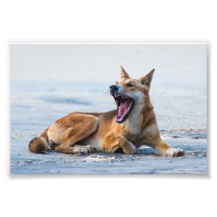 Dingo mouth weit geöffnet, Fraser Island Australi Fotodruck