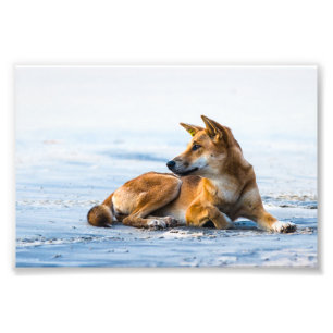 Dingo Mund am Strand, Fraser Island Australien Fotodruck