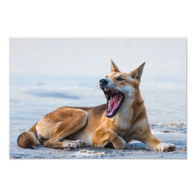 Dingo Mund offen, Fraser Island Australien Fotodruck (Vorne)