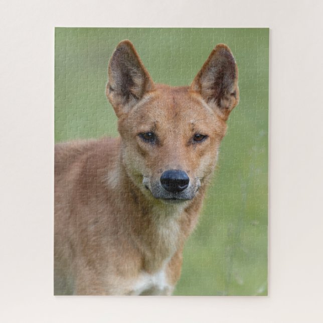 Dingo Portrait Puzzle – Australian Wildlife Art Ga (Vertikal)