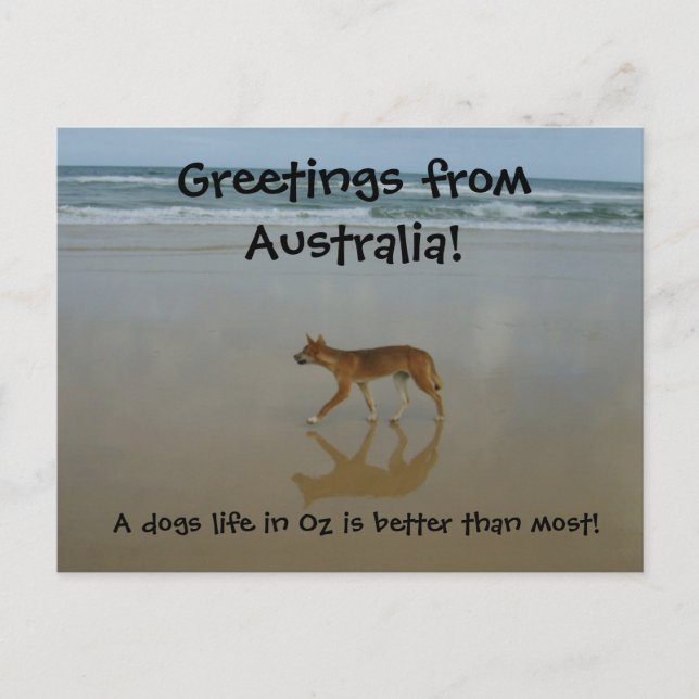 Dingo Postkarte (Vorderseite)