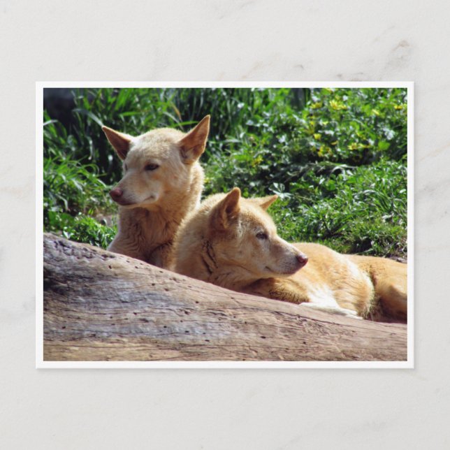 Dingo Postkarte (Vorderseite)