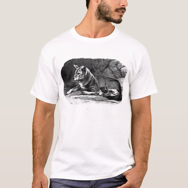 Dingo T-Shirt (Vorderseite)