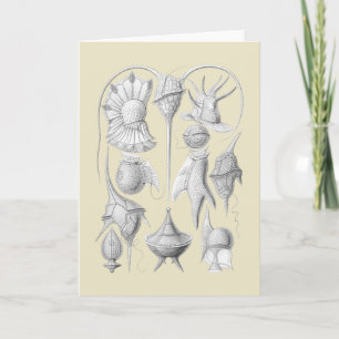 Dinoflagellates Karte