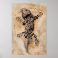 Dinosaur Fossil