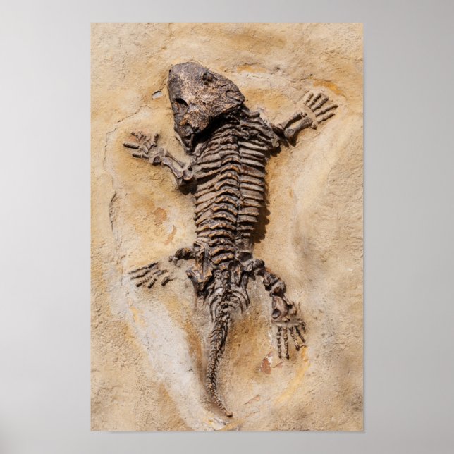Dinosaur Fossil Poster (Vorne)
