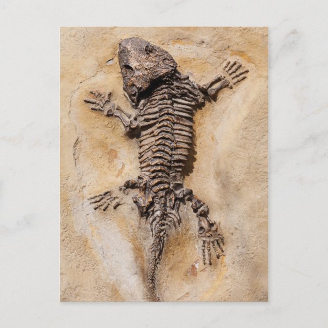 Dinosaur Fossil Postkarte (Vorderseite)