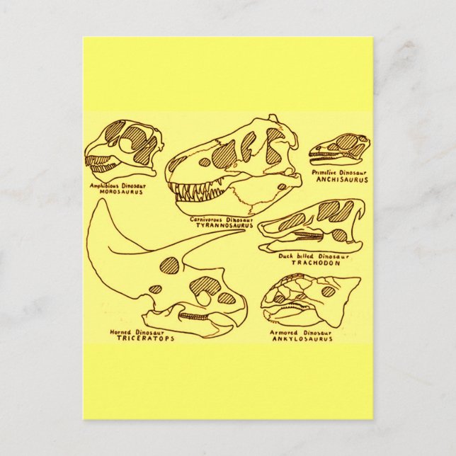 Dinosaur-Schädel Postkarte (Vorderseite)