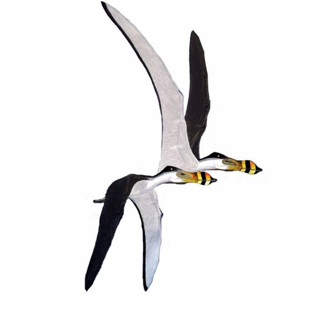 Dinosaurier-Foto-Skulptur Anhanguera Gregory Paul Freistehende Fotoskulptur (Vorne)