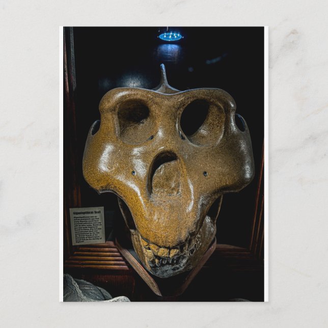 Dinosaurier-Schädel Postkarte (Vorderseite)
