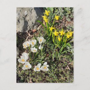 Dioden & Crocus Postkarte