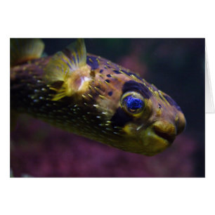 Diodon holocanthus