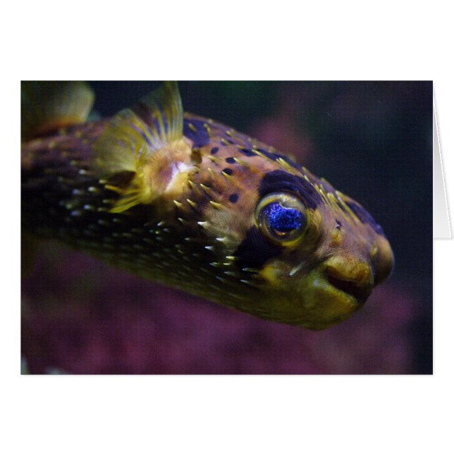 Diodon holocanthus (Vorderseite (Horizontal))