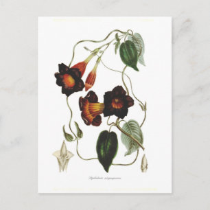 Dipladenia atropurpurea postkarte