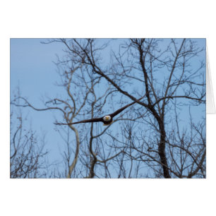 direkt am Adler