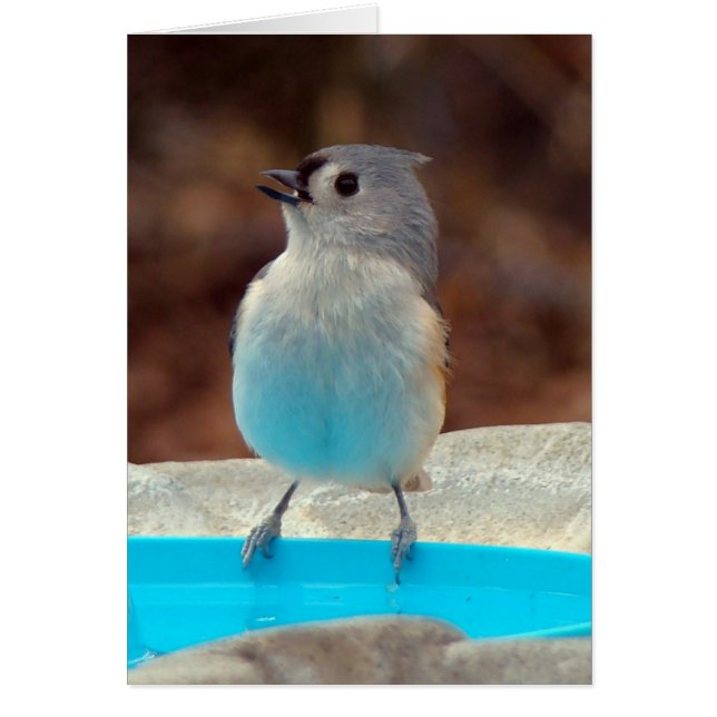 Direkt am Pool (Vorne)