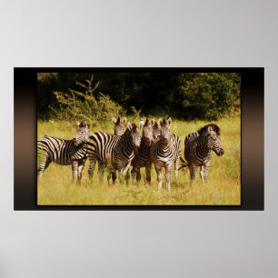 Direkt bei Ihnen - zebras safari wild Poster