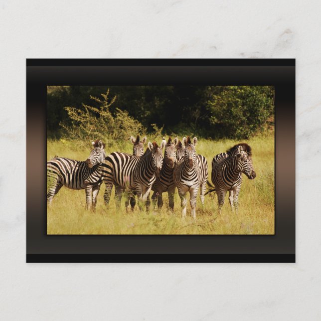 Direkt bei Ihnen - zebras safari wild Postkarte (Vorderseite)
