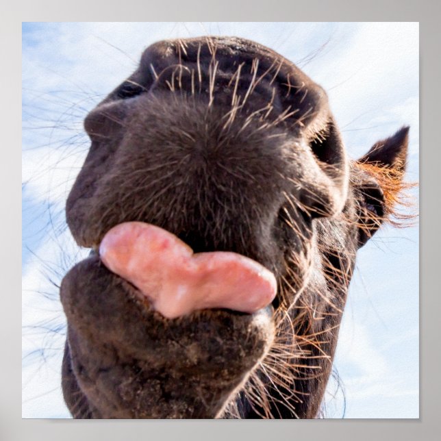 Direkt vom Mund-Zwergtier Poster (Vorne)