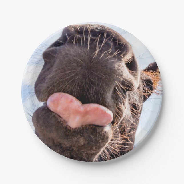 Direkt vom Pferdegürtel Funny Fotograf Pappteller (Vorderseite)