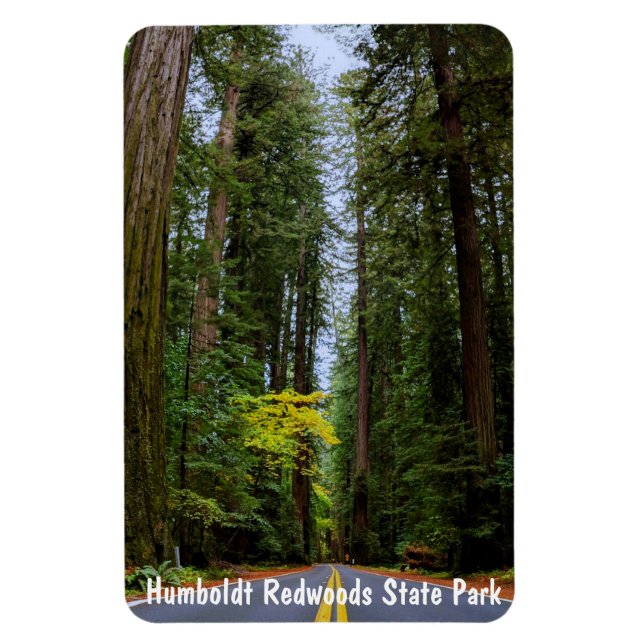 Direkte Straße durch den Misty Redwood Forest m Magnet (Vertikal)