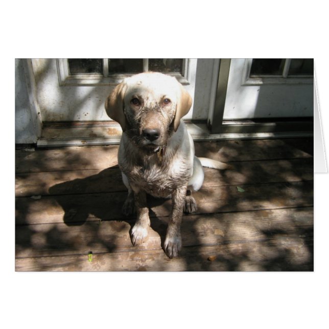 Dirty Dog (Vorderseite (Horizontal))