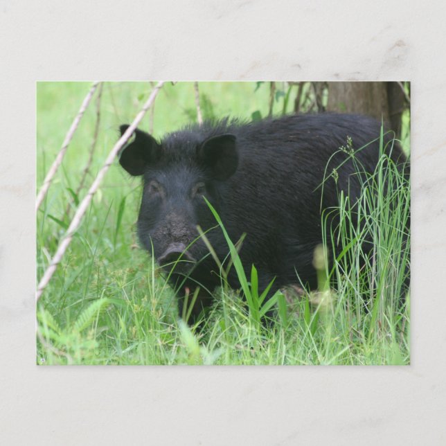 Dirty Nose Postkarte (Vorderseite)