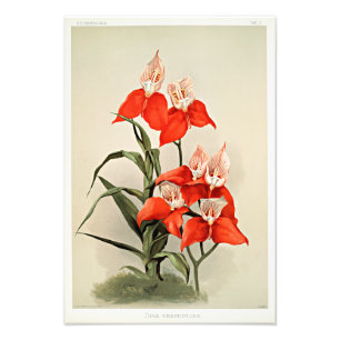 Disa Grandiflora Fotodruck