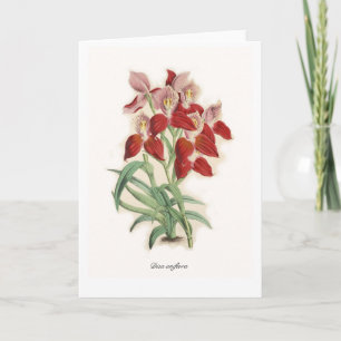 Disa uniflora karte