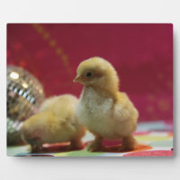 Disco Chicks