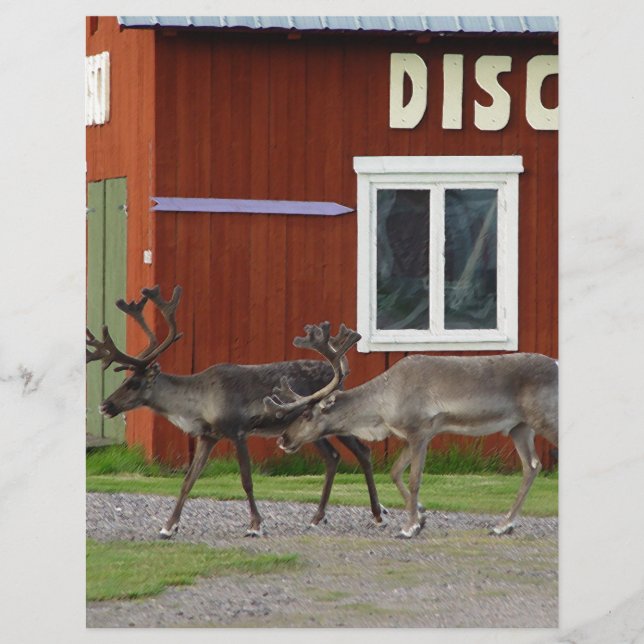 DISCO DEIN (Vorderseite)