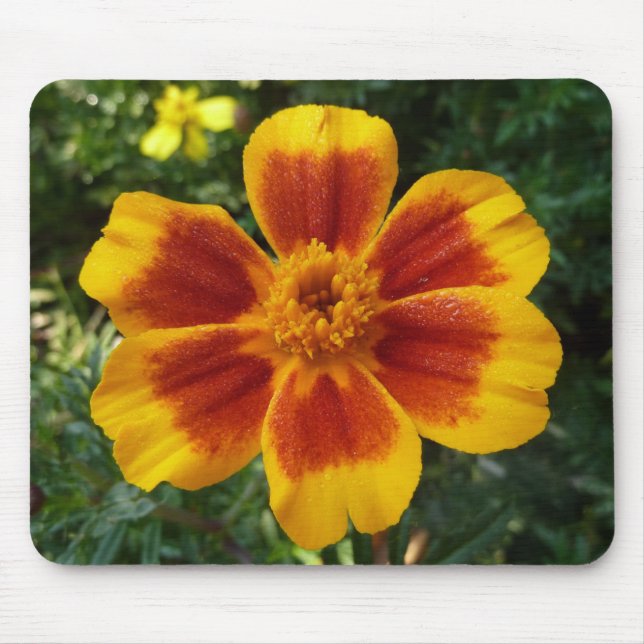 Disco Marigold Orange and Red Summer Blume Mousepad (Vorne)
