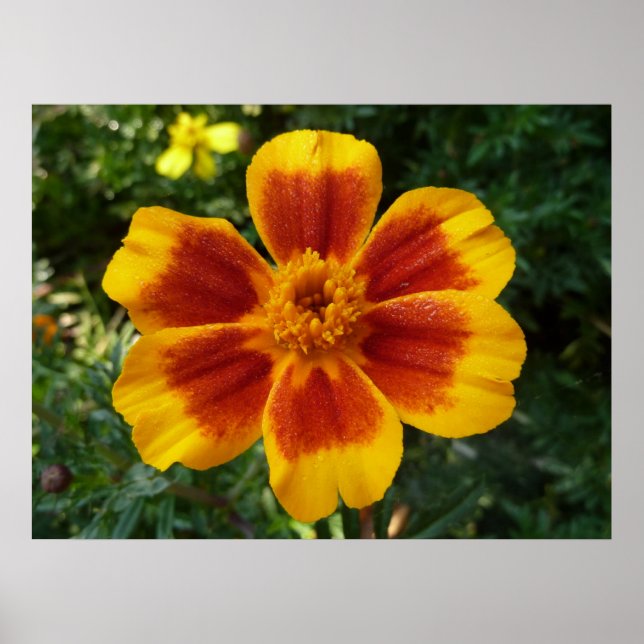 Disco Marigold Orange and Red Summer Blume Poster (Vorne)
