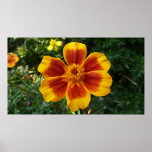 Disco Marigold Orange and Red Summer Blume Poster