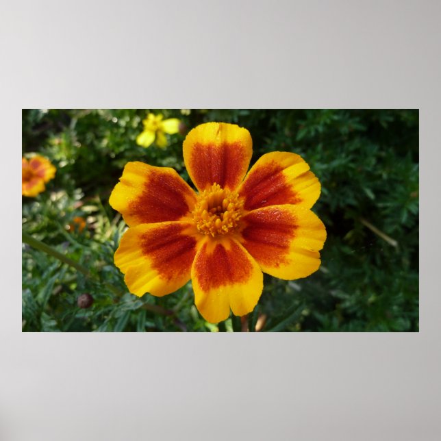 Disco Marigold Orange and Red Summer Blume Poster (Vorne)