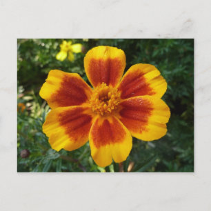 Disco Marigold Orange and Red Summer Blume Postkarte