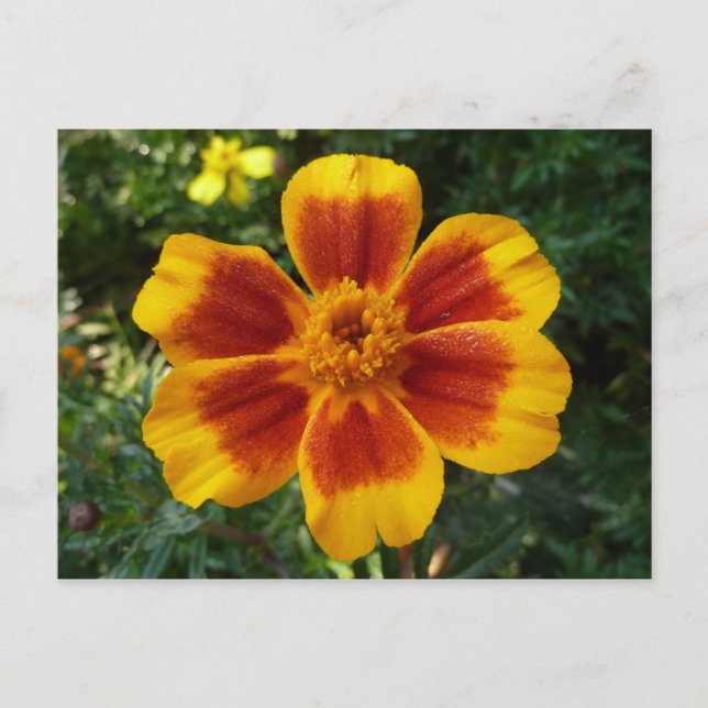 Disco Marigold Orange and Red Summer Blume Postkarte (Vorderseite)