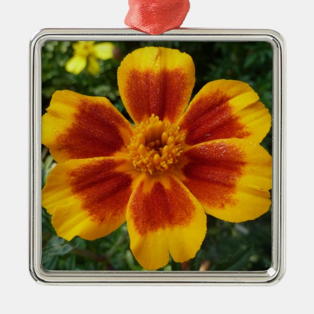 Disco Marigold Orange and Red Summer Blume Silbernes Ornament (Vorne)