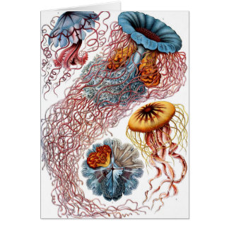 Discomedusae