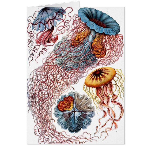 Discomedusae (Vorne)