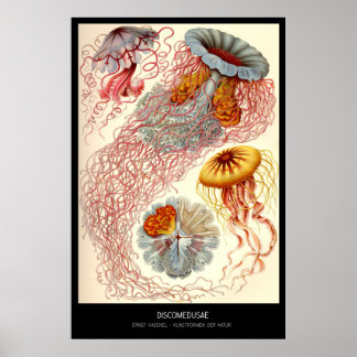 Discomedusae - Plate 8 - Kunstformen der Natur Poster