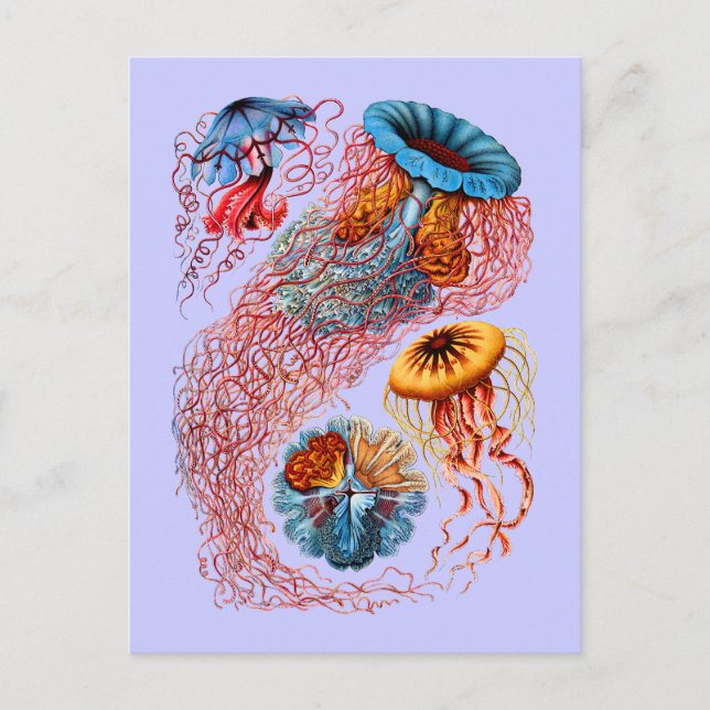 Discomedusae Postkarte (Vorderseite)