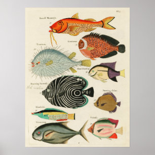 Discover the Colorful Marine Life. Vintage Poster. Poster