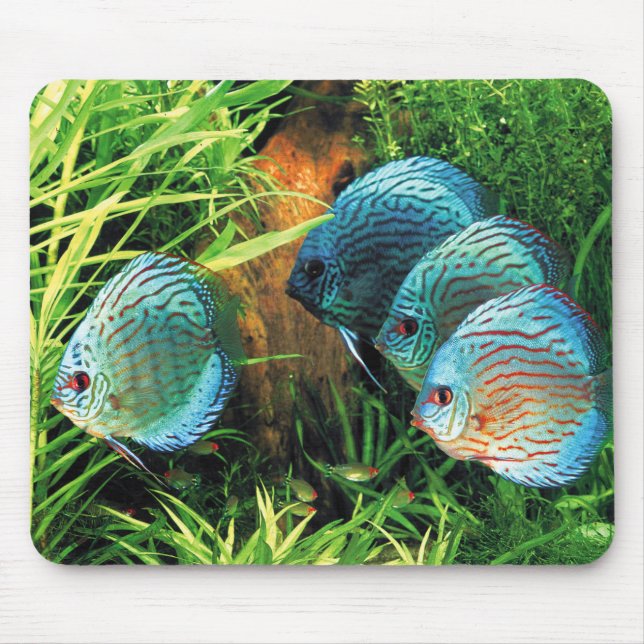 Discus Fish in aquatic plant aquqrium Mousepad (Vorne)