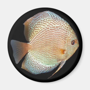 Discus Magnet