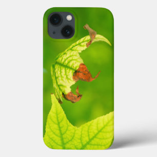Diseased Maple Leaf iPhone 13 Hülle