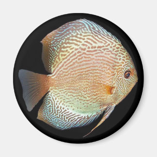 Diskussion Magnet