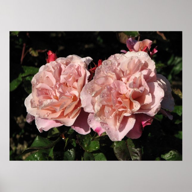 Distant Drums Shrub Rose 142 Poster (Vorne)